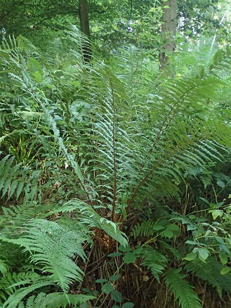 Dryopteris borreri \ Borrers Wurmfarn / Borrer's Buckler Fern, D Neckarsteinach 24.8.2024