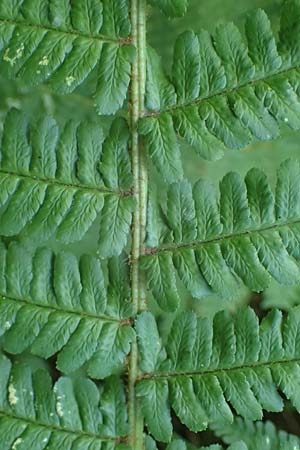 Dryopteris borreri \ Borrers Wurmfarn / Borrer's Buckler Fern, D Neckarsteinach 24.8.2024