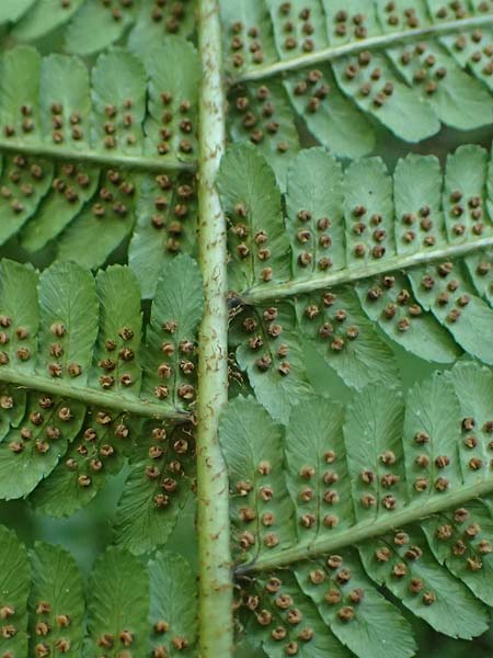 Dryopteris borreri \ Borrers Wurmfarn / Borrer's Buckler Fern, D Neckarsteinach 24.8.2024