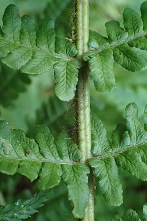 Dryopteris borreri \ Borrers Wurmfarn / Borrer's Buckler Fern, D Neckarsteinach 24.8.2024