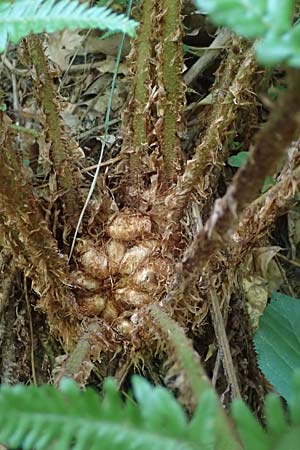 Dryopteris borreri \ Borrers Wurmfarn / Borrer's Buckler Fern, D Neckarsteinach 24.8.2024