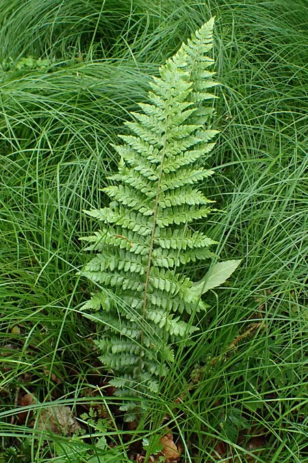 Dryopteris braunii \ Weicher Schildfarn, Zarter Schildfarn / Prickly Shield Fern, Braun's Shield Fern, D Botan. Gar.  Universit.  Ulm 26.5.2025
