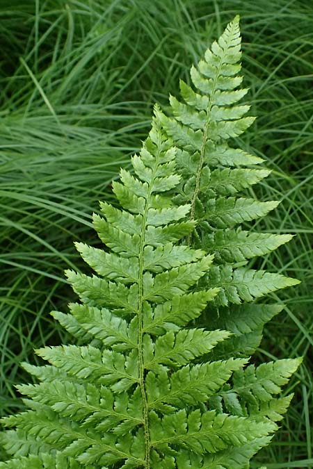 Dryopteris braunii \ Weicher Schildfarn, Zarter Schildfarn / Prickly Shield Fern, Braun's Shield Fern, D Botan. Gar.  Universit.  Ulm 26.5.2025
