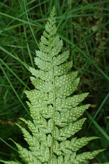 Dryopteris braunii \ Weicher Schildfarn, Zarter Schildfarn / Prickly Shield Fern, Braun's Shield Fern, D Botan. Gar.  Universit.  Ulm 26.5.2025