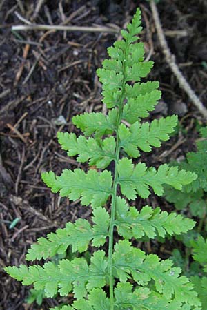 Dryopteris carthusiana \ Dorniger Wurmfarn, Kleiner Dornfarn / Narrow Buckler Fern, D Schwarzwald/Black-Forest, Feldberg 24.6.2007