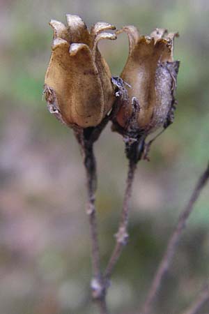 Dianthus carthusianorum subsp. carthusianorum \ Kart�user-Nelke / Carthusian Pink, D Koblenz 15.8.2015