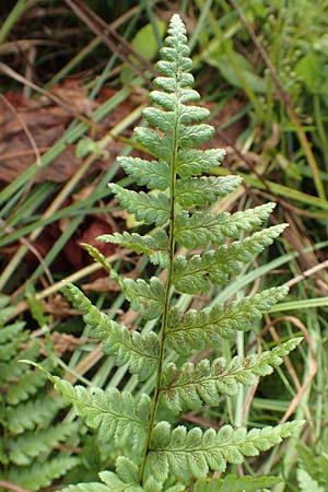 Dryopteris cristata \ Kammfarn / Crested Buckler Fern, D Donaueschingen 6.9.2016