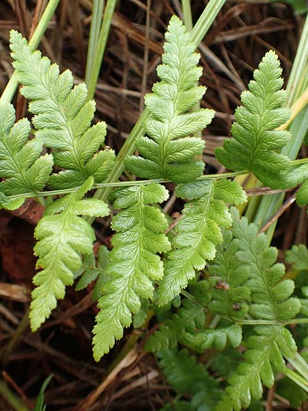 Dryopteris cristata \ Kammfarn / Crested Buckler Fern, D Donaueschingen 6.9.2016