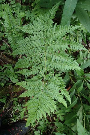 Dryopteris carthusiana \ Dorniger Wurmfarn, Kleiner Dornfarn / Narrow Buckler Fern, D Winterberg 15.6.2018