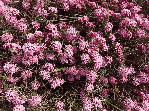 Daphne cneorum \ Rosmarin-Seidelbast, Flaumiger Seidelbast / Garland Flower, D Eching 2.5.2019