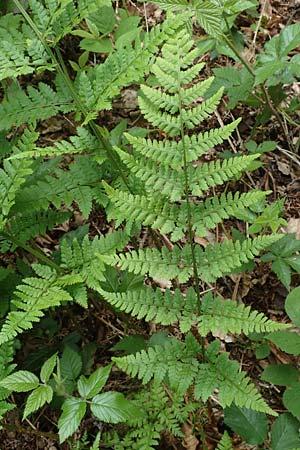 Dryopteris carthusiana \ Dorniger Wurmfarn, Kleiner Dornfarn / Narrow Buckler Fern, D Olpe 14.6.2019