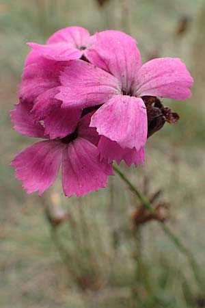 Dianthus carthusianorum subsp. carthusianorum \ Kart�user-Nelke / Carthusian Pink, D Sachsen-Anhalt, Schollene 23.9.2020