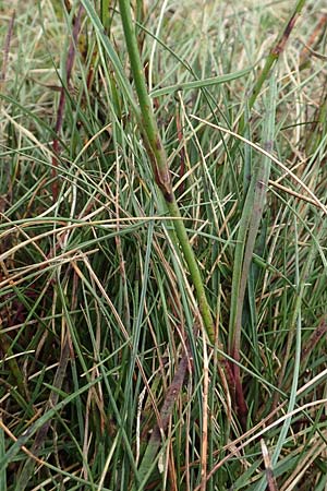Dianthus carthusianorum subsp. carthusianorum \ Kart�user-Nelke / Carthusian Pink, D Sachsen-Anhalt, Schollene 23.9.2020