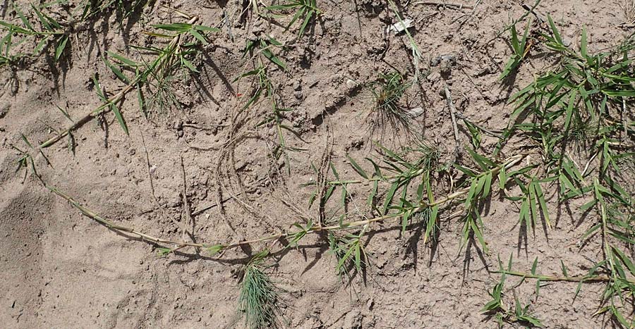 Cynodon dactylon \ Hundszahn-Gras / Bermuda Grass, Cocksfoot Grass, D Pfalz, Speyer 15.6.2021