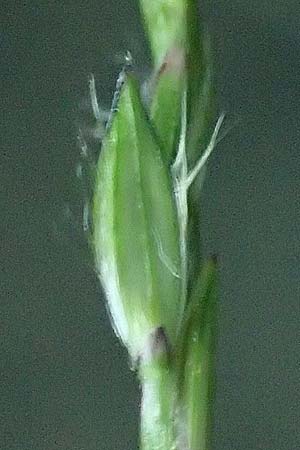 Digitaria ciliaris \ Wimper-Fingerhirse / Southern Crab Grass, Tropical Finger-Grass, D Schwanau 3.9.2022