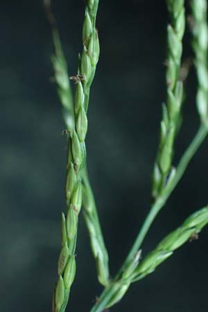 Digitaria ciliaris \ Wimper-Fingerhirse / Southern Crab Grass, Tropical Finger-Grass, D Schwanau 3.9.2022