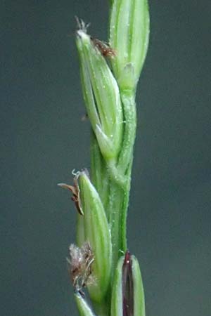 Digitaria ciliaris \ Wimper-Fingerhirse / Southern Crab Grass, Tropical Finger-Grass, D Schwanau 3.9.2022