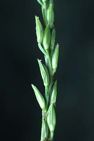 Digitaria ciliaris \ Wimper-Fingerhirse / Southern Crab Grass, Tropical Finger-Grass, D Schwanau 3.9.2022