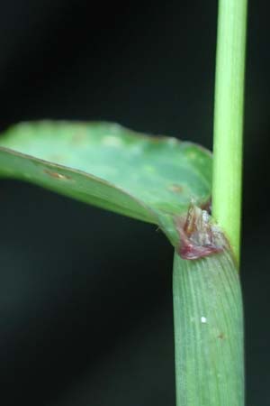 Digitaria ciliaris \ Wimper-Fingerhirse / Southern Crab Grass, Tropical Finger-Grass, D Schwanau 3.9.2022