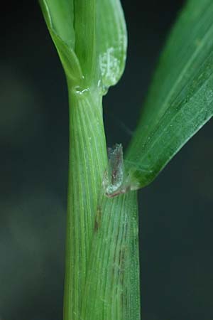 Digitaria ciliaris \ Wimper-Fingerhirse / Southern Crab Grass, Tropical Finger-Grass, D Schwanau 3.9.2022
