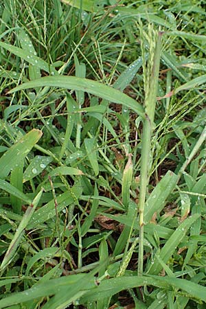 Digitaria ciliaris \ Wimper-Fingerhirse / Southern Crab Grass, Tropical Finger-Grass, D Schwanau 3.9.2022