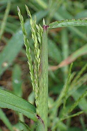 Digitaria ciliaris \ Wimper-Fingerhirse / Southern Crab Grass, Tropical Finger-Grass, D Schwanau 3.9.2022