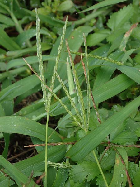 Digitaria ciliaris \ Wimper-Fingerhirse / Southern Crab Grass, Tropical Finger-Grass, D Schwanau 3.9.2022