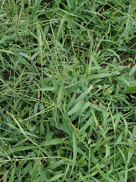 Digitaria ciliaris \ Wimper-Fingerhirse / Southern Crab Grass, Tropical Finger-Grass, D Schwanau 3.9.2022
