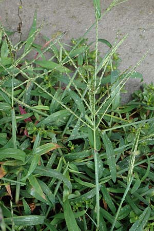 Digitaria ciliaris \ Wimper-Fingerhirse / Southern Crab Grass, Tropical Finger-Grass, D Schwanau 3.9.2022
