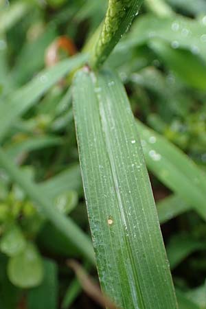 Digitaria ciliaris \ Wimper-Fingerhirse / Southern Crab Grass, Tropical Finger-Grass, D Schwanau 3.9.2022