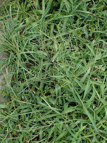 Digitaria ciliaris \ Wimper-Fingerhirse / Southern Crab Grass, Tropical Finger-Grass, D Schwanau 3.9.2022