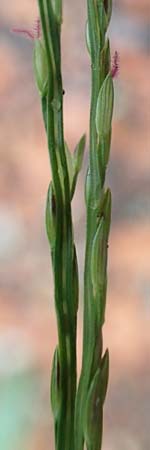 Digitaria ciliaris \ Wimper-Fingerhirse / Southern Crab Grass, Tropical Finger-Grass, D Offenburg 3.9.2022