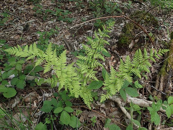 Dryopteris carthusiana \ Dorniger Wurmfarn, Kleiner Dornfarn / Narrow Buckler Fern, D H&ouml;pfingen 20.5.2023