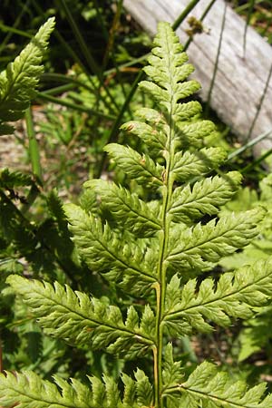 Dryopteris dilatata \ Breitbl�ttriger Dornfarn, Gro�er Dornfarn / Broad Buckler Fern, D Schwarzwald/Black-Forest, Kaltenbronn 7.7.2012