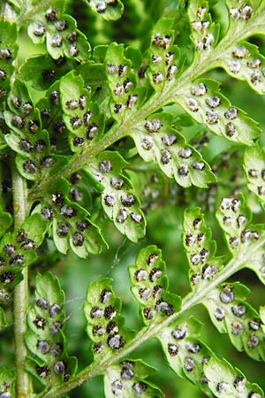 Dryopteris dilatata \ Breitbl�ttriger Dornfarn, Gro�er Dornfarn / Broad Buckler Fern, D Odenwald, Unterflockenbach 27.6.2015
