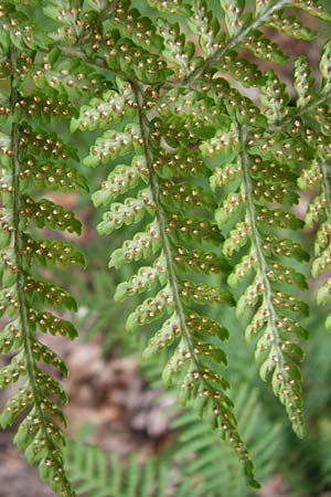 Dryopteris dilatata \ Breitbl�ttriger Dornfarn, Gro�er Dornfarn / Broad Buckler Fern, D Weinheim an der Bergstra&szlig;e 20.7.2015