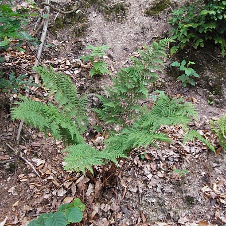 Dryopteris dilatata \ Breitbl�ttriger Dornfarn, Gro�er Dornfarn / Broad Buckler Fern, D Weinheim an der Bergstra&szlig;e 20.7.2015