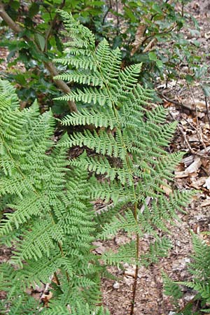 Dryopteris dilatata \ Breitbl�ttriger Dornfarn, Gro�er Dornfarn / Broad Buckler Fern, D Weinheim an der Bergstra&szlig;e 20.7.2015