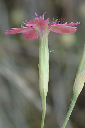 Dianthus deltoides \ Heide-Nelke / Maiden Pink, D Klingenberg am Main 24.6.2017