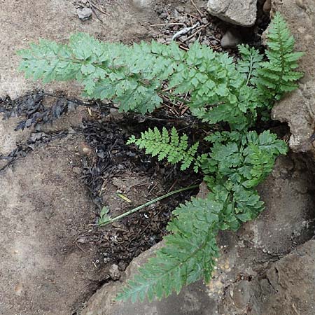 Dryopteris dilatata \ Breitbl�ttriger Dornfarn, Gro�er Dornfarn / Broad Buckler Fern, D K&ouml;ln-Z&uuml;ndorf 23.5.2018
