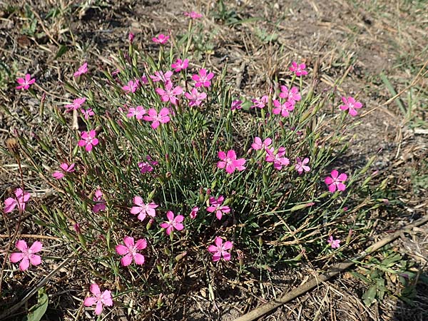 Dianthus deltoides \ Heide-Nelke / Maiden Pink, D Sachsen-Anhalt, Jerichow 22.9.2020