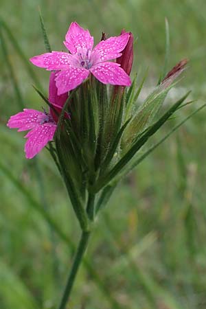 Dianthus armeria \ B�schel-Nelke / Deptford Pink, D Kaiserslautern 7.7.2021