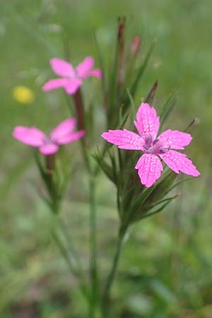 Dianthus armeria \ B�schel-Nelke / Deptford Pink, D Kaiserslautern 7.7.2021
