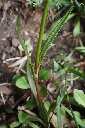 Dianthus armeria \ B�schel-Nelke / Deptford Pink, D Kaiserslautern 7.7.2021