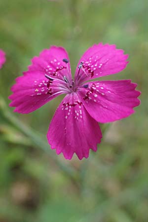 Dianthus deltoides \ Heide-Nelke / Maiden Pink, D Kaiserslautern 7.7.2021