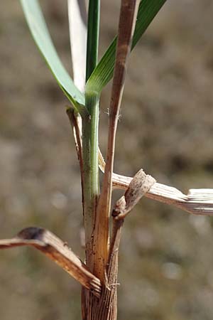 Danthonia decumbens \ T�uschender Dreizahn / Common Heath Grass, D Erlenbach am Main 19.3.2022