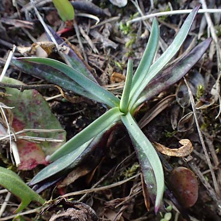 Dianthus deltoides \ Heide-Nelke / Maiden Pink, D Gro&szlig;wallstadt am Main 19.3.2022