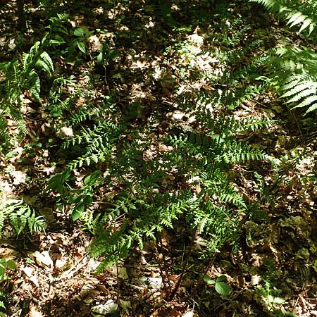 Dryopteris expansa ? \ Feingliedriger Dornfarn / Alpine Buckler Fern, Northern Buckler Fern, D Olpe 21.5.2018