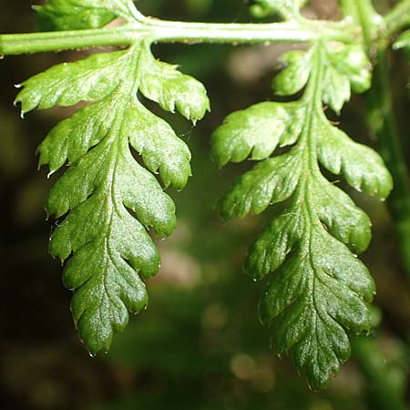 Dryopteris expansa ? \ Feingliedriger Dornfarn / Alpine Buckler Fern, Northern Buckler Fern, D Olpe 21.5.2018