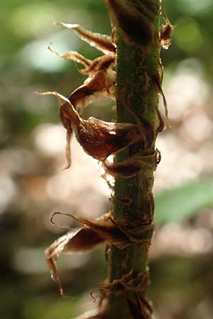 Dryopteris expansa ? \ Feingliedriger Dornfarn / Alpine Buckler Fern, Northern Buckler Fern, D Olpe 21.5.2018
